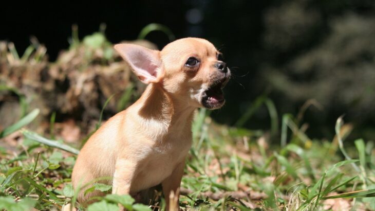 犬の『無駄吠え』は存在しない！そう言われる4つの理由と理解するためにできることに「全飼い主に知ってほしい」の声(ブログ)