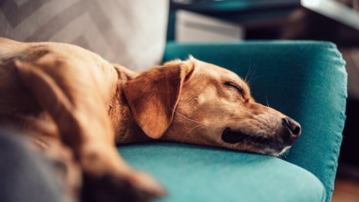 犬の『睡眠中』に潜む4つの危険とリスク　すぐに対処すべき症状や注意点を解説(ブログ)