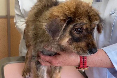 187万人が涙…群れからはぐれて孤立していた野犬の子犬を緊急保護「怯える姿に涙が出る」「保護してくれてありがとう」(ブログ)