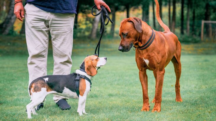 「犬が何を考えているのかわからない」大体でいいから快か不快かをわかるようになることが大切(ブログ)