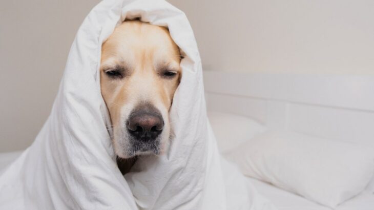 犬の『睡眠の質が悪い』サイン4選！ 熟睡できていないときの症状と快適に寝るための環境づくりとは？(ブログ)