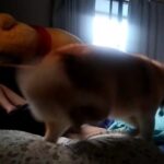 大好きな女の子と寝るのをやめたら老化が加速…？老犬の存在が深める家族の絆に「犬は大切なことを教えてくれる」78万人感涙(ブログ)