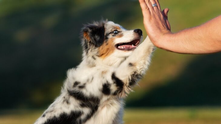 『賢い犬』に育てるためのコツ５つ　性格に沿ったしつけや無理強いしないことも重要(ブログ)