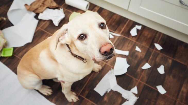 犬の気持ちを大切にした『叱り方』とは？3つの方法とすべきではないダメな伝え方とは？(ブログ)