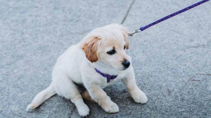 犬が散歩で歩かない！座り込んでしまう6つの理由と動いてもらうためにできることとは？(ブログ)