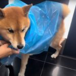 『ブチギレ』 台風が来ているのに散歩に行くことになった柴犬が面白すぎる！「柴犬あるある笑」「コントみたい」(ブログ)