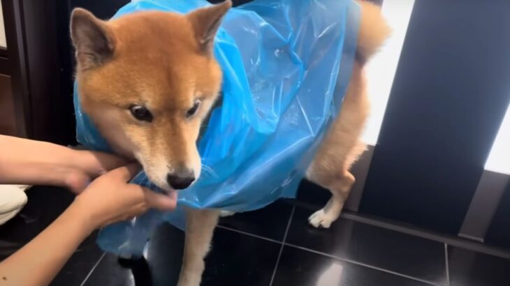 『ブチギレ』 台風が来ているのに散歩に行くことになった柴犬が面白すぎる！「柴犬あるある笑」「コントみたい」(ブログ)
