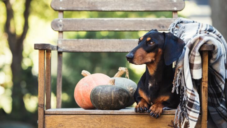 愛犬の健康を守る『温活』におすすめの冬の食材４選！「シニア犬の健康維持に試してみよ」「愛犬と温活してみる」(ブログ)