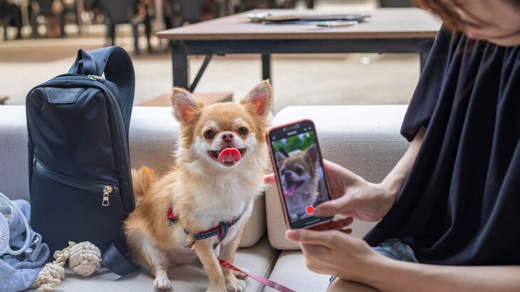 『たくさん思い出を残したい』愛犬との思い出の作り方3選！喜んでもらう方法とその工夫(ブログ)