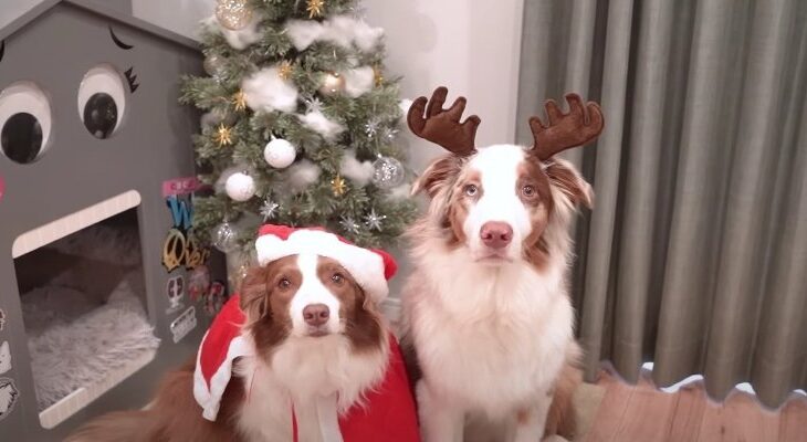匠の技♡クリスマスツリーの飾り付けをお手伝いするわんこたち「完璧すぎる綿ほぐし」(ブログ)