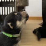 ぬいぐるみのような黒柴の子犬たち、立派なワンコを目指して『遠吠え練習』する光景が愛おしすぎる「可愛さでハゲそう…」(ブログ)