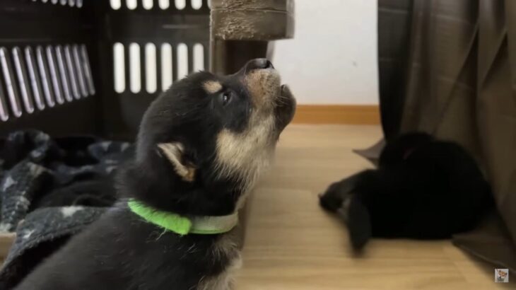 ぬいぐるみのような黒柴の子犬たち、立派なワンコを目指して『遠吠え練習』する光景が愛おしすぎる「可愛さでハゲそう…」(ブログ)