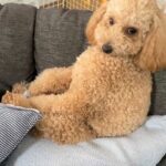 『自分のことを人間だと思っている犬』 貫禄たっぷりな座り方に「焼酎持ったおじさん」「相談乗ってくれる大将」と推察飛び交う(ブログ)