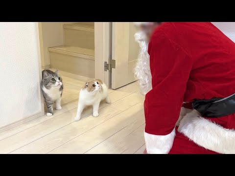 クリスマスにサンタさんが家に来たときの猫たちの反応がかわいすぎたw(YouTube)