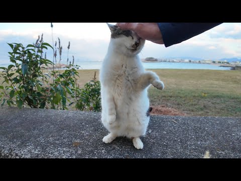 立ち上がって撫でられに来る野良猫がかわい過ぎる(YouTube)
