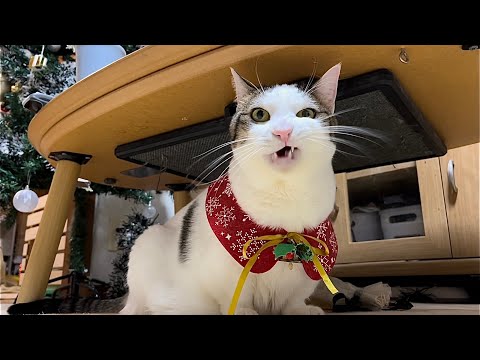 猫に襲撃された悲劇のクリスマスツリーたち(YouTube)