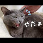 寝る時間の部屋移動を可愛く拒否する猫！(YouTube)