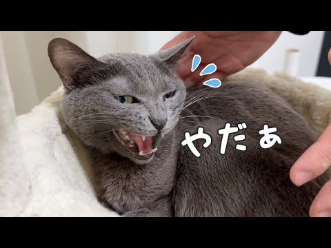 寝る時間の部屋移動を可愛く拒否する猫！(YouTube)