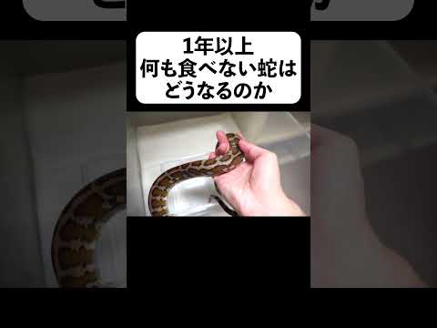 1年以上何も食べない蛇はどうなるのか(YouTube)
