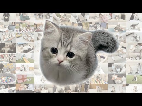 【総編集】もち様と過ごした4年間の成長記録(YouTube)