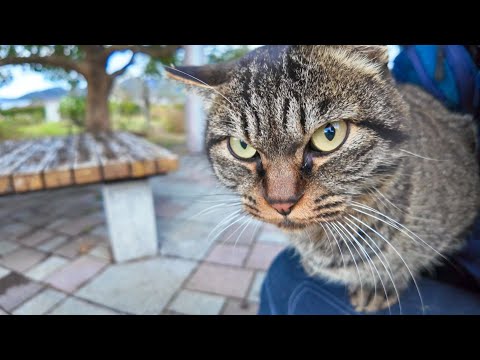 公園の猫ちゃん、ナデナデすると膝の上にに乗ってきてカワイイ(YouTube)