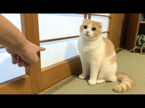 旅館の障子を破った猫を問い詰めたらまさかの事態が発覚しました…(YouTube)