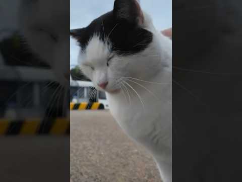 船待ってる間に撫でるにゃ😾！(YouTube)
