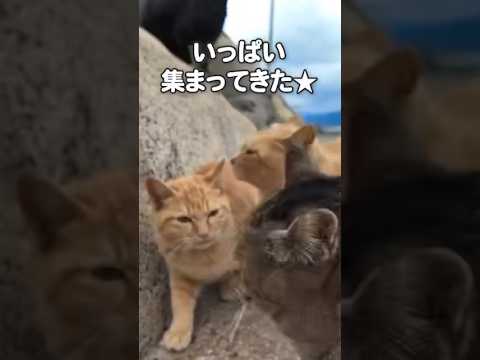 猫の集会に連れて行かれた☺️(YouTube)