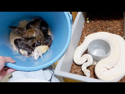 40匹のボールパイソンの餌やりの日(YouTube)
