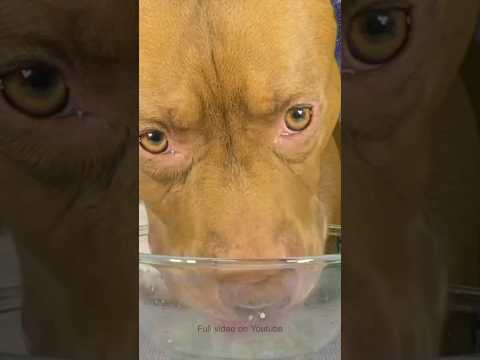 スープを飲むと顔がワイルドになるピットブル笑 #咀嚼音(YouTube)