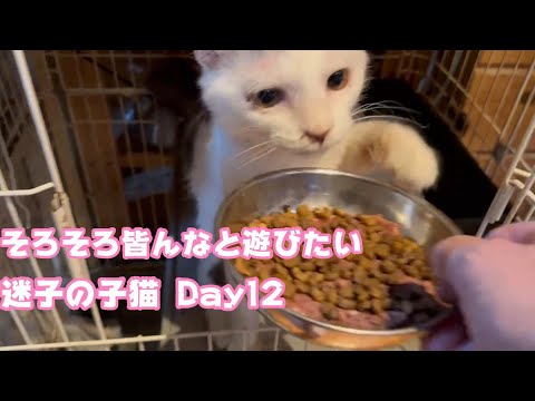 そろそろ皆んなとあそびたい 迷子の子猫 Day12  【2023 12 30-2】(YouTube)