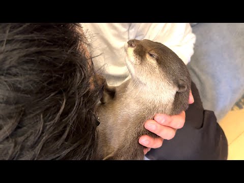 喋りながら寝てしまいそうになるカワウソ Otter about to fall asleep while talking.(YouTube)