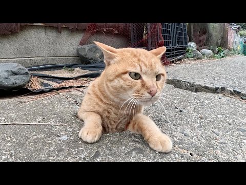 茶トラ猫とシャム猫がモグラ叩きごっこをして遊ぶ(YouTube)