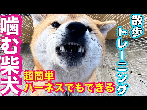 【噛む柴犬】ハーネスでもできる！散歩トレーニング数分で改善します(YouTube)