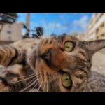 廃墟の島の団地にいた猫は撫でるとゴロンゴロン甘えてきてカワイイ(YouTube)