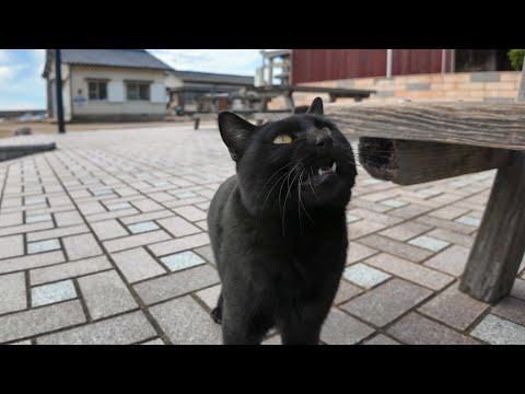 猫島の広場のテーブルに座ると黒猫がモフられにきた(YouTube)