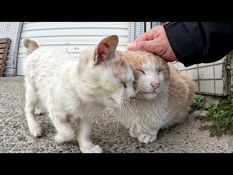漁港で集会を開く猫達を一匹ずつモフりまくる(YouTube)