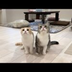 初めて猫たちと一緒に実家に帰省したら2人の反応がかわいすぎましたw(YouTube)