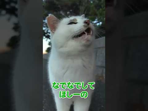 甘え上手な猫さん😸♪(YouTube)