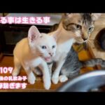 食べる事は生きる事 命の襷を繋ぎます 今年最後の乳飲み子 Day110  【2023 12 19-1】(YouTube)
