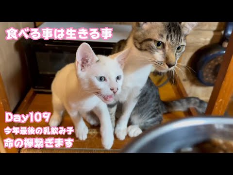 食べる事は生きる事 命の襷を繋ぎます 今年最後の乳飲み子 Day110  【2023 12 19-1】(YouTube)