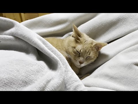 息子がテスト勉強を始めるのを一人で健気に待つ猫(YouTube)