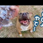 ぜったい隠し事ができないピットブル ダディと散歩中ないしょやで〜！(YouTube)