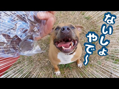 ぜったい隠し事ができないピットブル ダディと散歩中ないしょやで〜！(YouTube)