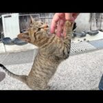 幼いキジトラ猫が手にカプリと噛みついて帰宅を阻止してきた(YouTube)