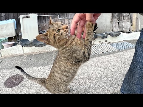 幼いキジトラ猫が手にカプリと噛みついて帰宅を阻止してきた(YouTube)