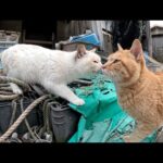 わんぱく猫達が漁師道具置き場で楽しそうに遊ぶ(YouTube)