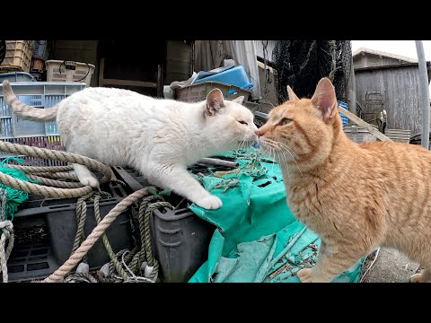 わんぱく猫達が漁師道具置き場で楽しそうに遊ぶ(YouTube)