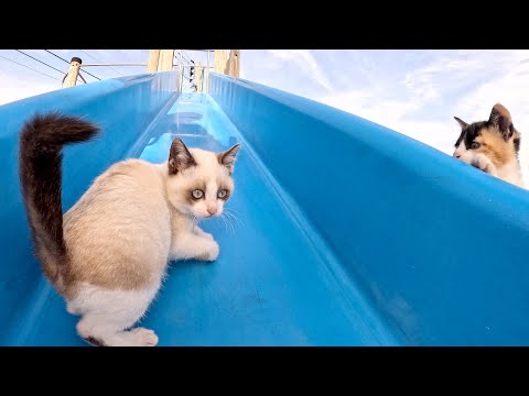 無邪気な子猫達が公園のすべり台で楽しそうに遊ぶ(YouTube)