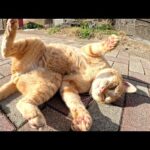 強そうな茶トラ猫に「甥っ子の子猫達と遊んであげて！」と頼まれた(YouTube)